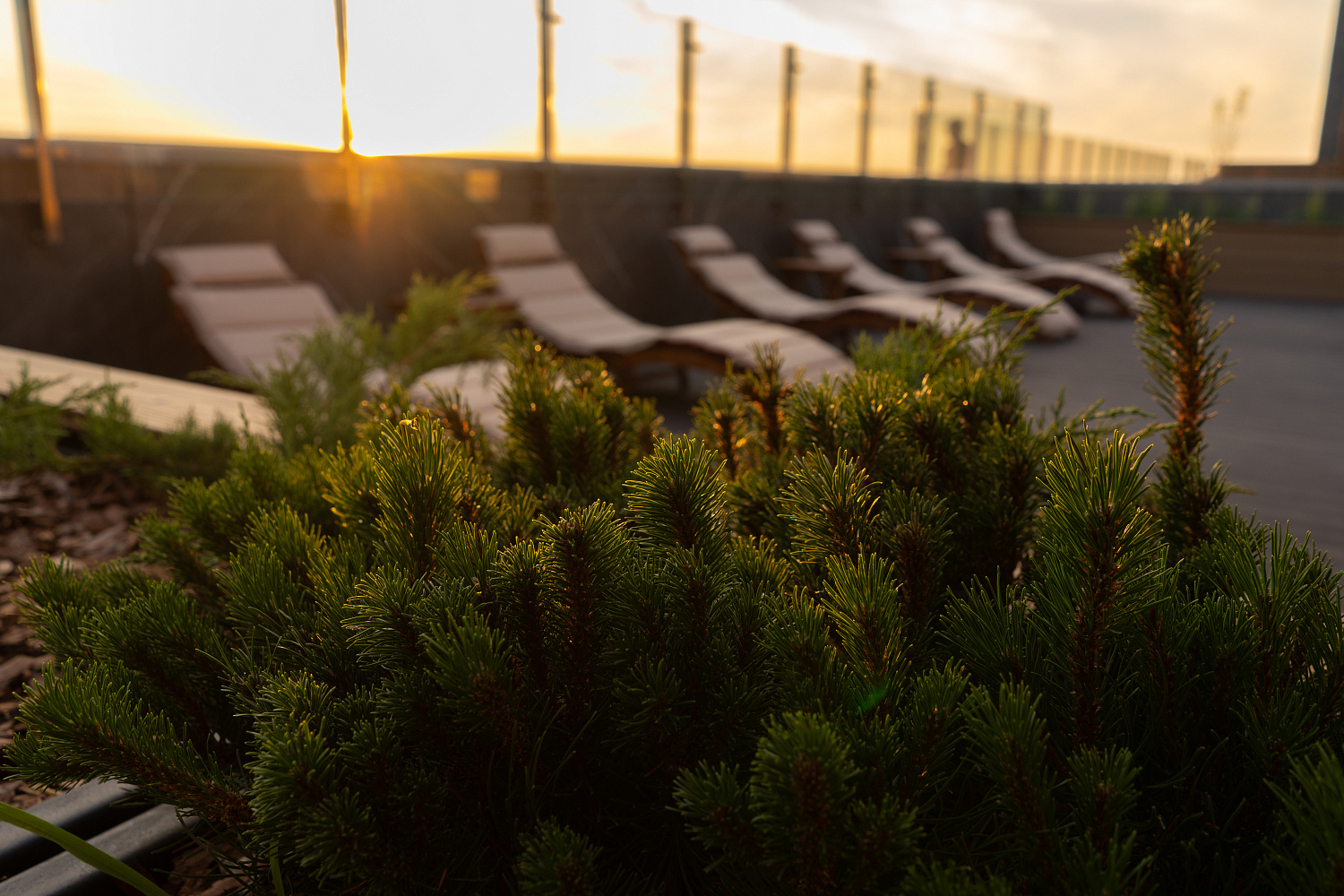 Основные виды