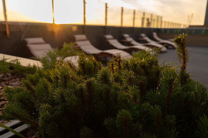 Основные виды